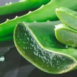 Aloe Vera 1 piece