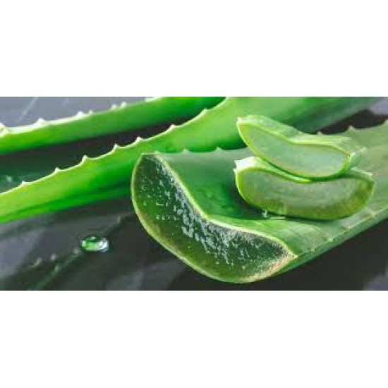 Aloe Vera 1 piece